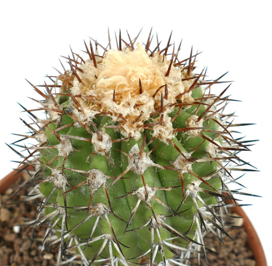 Copiapoa alticostata rare succulent cactus with dense brown spines and woolly apex in pot