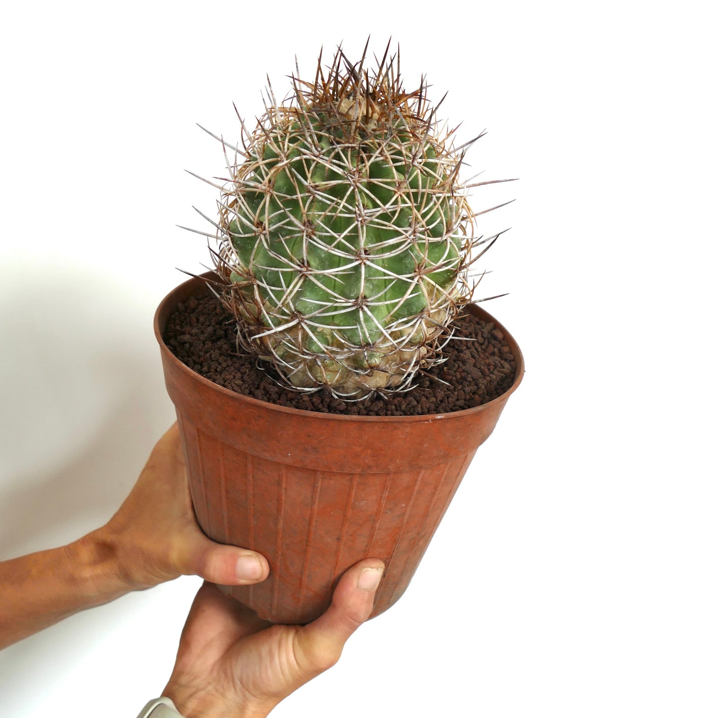 Copiapoa andina