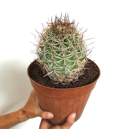 Copiapoa andina