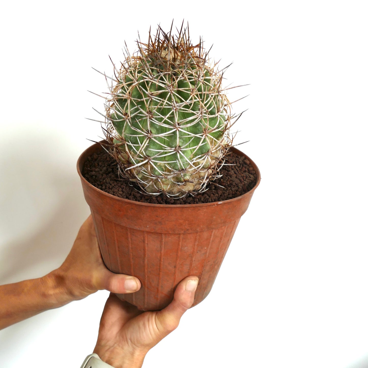 Copiapoa andina