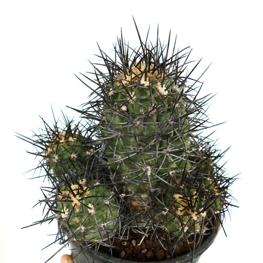 Copiapoa armata CULSTER 7B1B