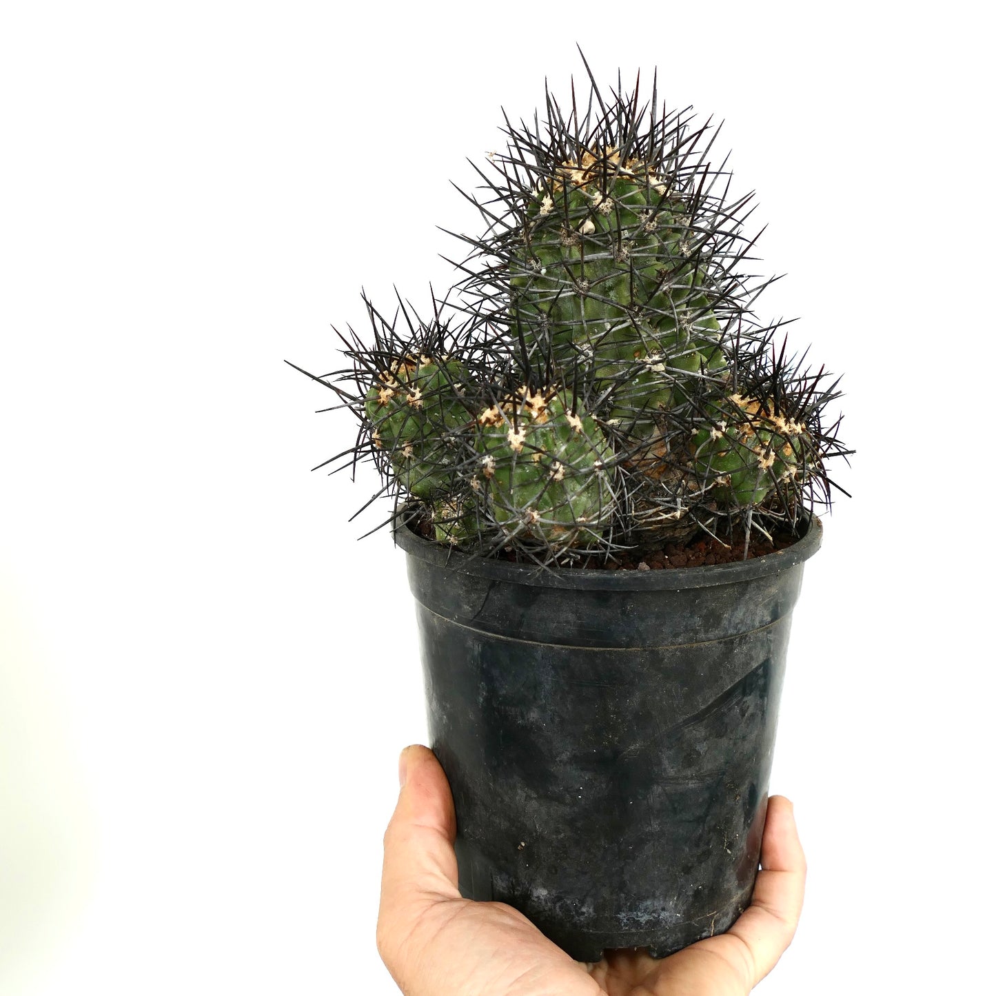 Copiapoa armata CULSTER 7B1B