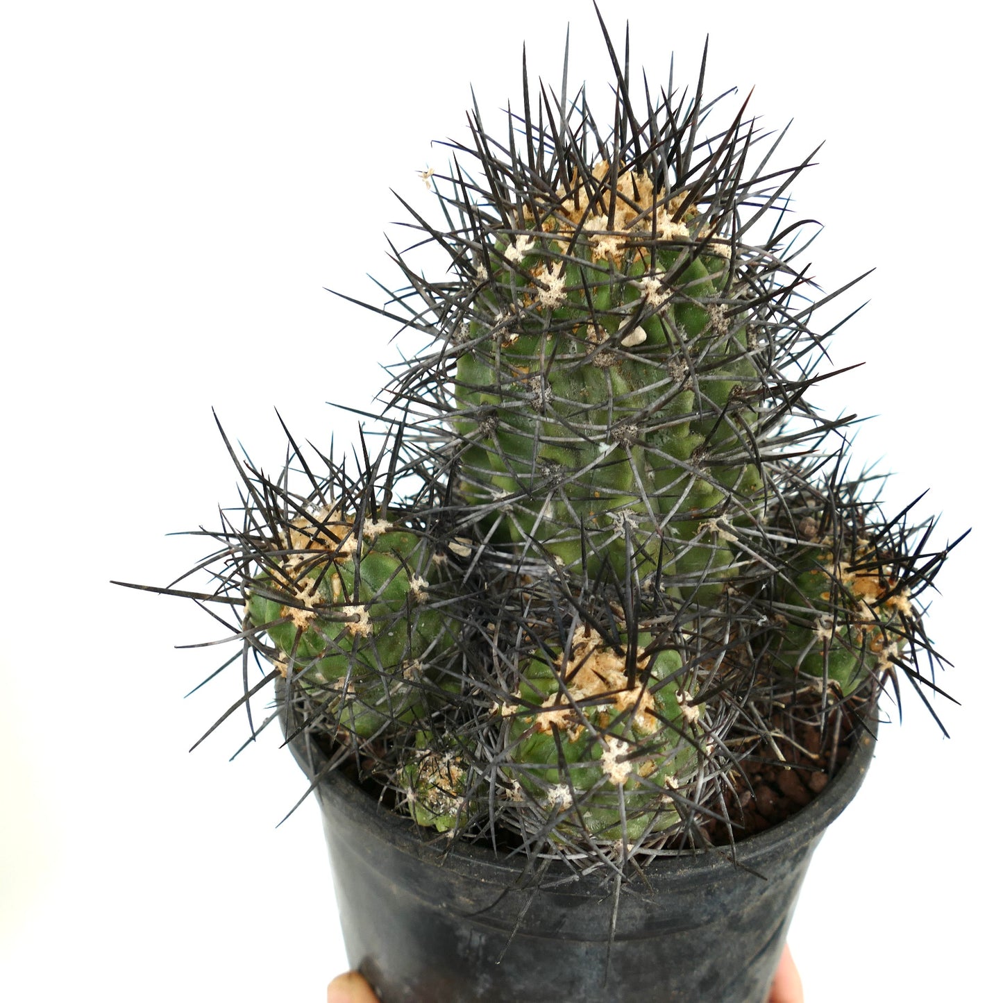 Copiapoa armata CULSTER 7B1B