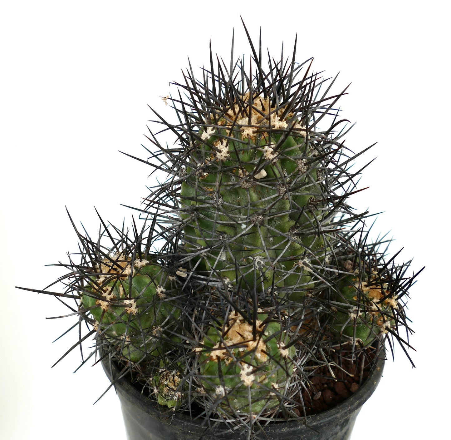 Copiapoa armata CULSTER 7B1B