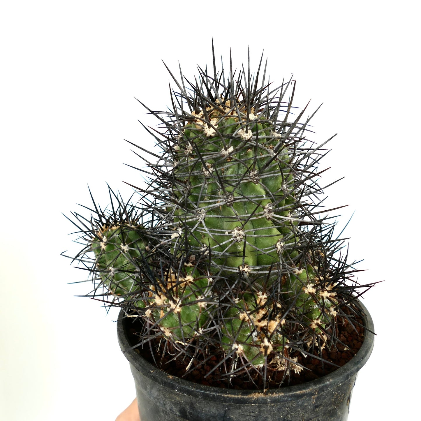 Copiapoa armata CULSTER 7B1B