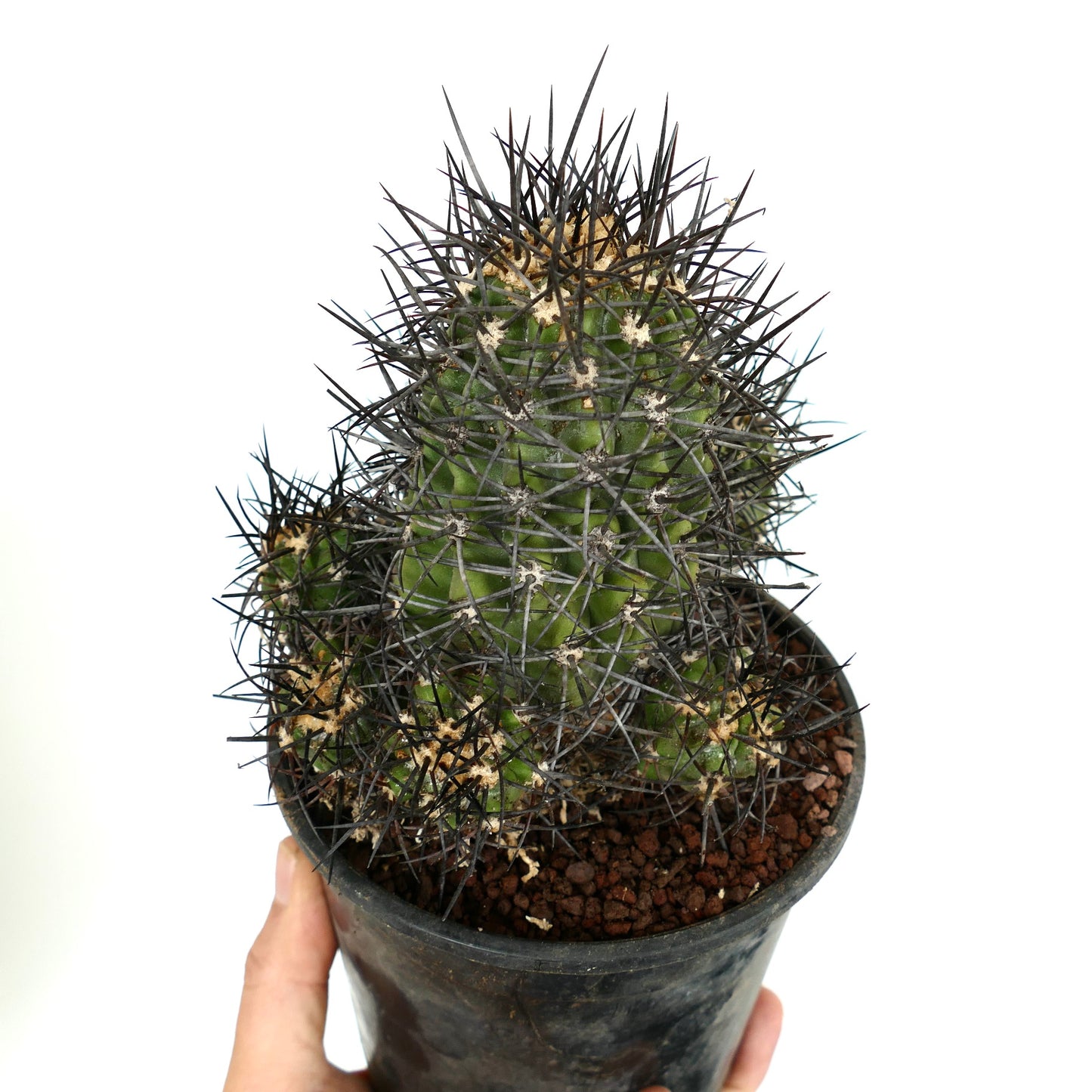 Copiapoa armata CULSTER 7B1B