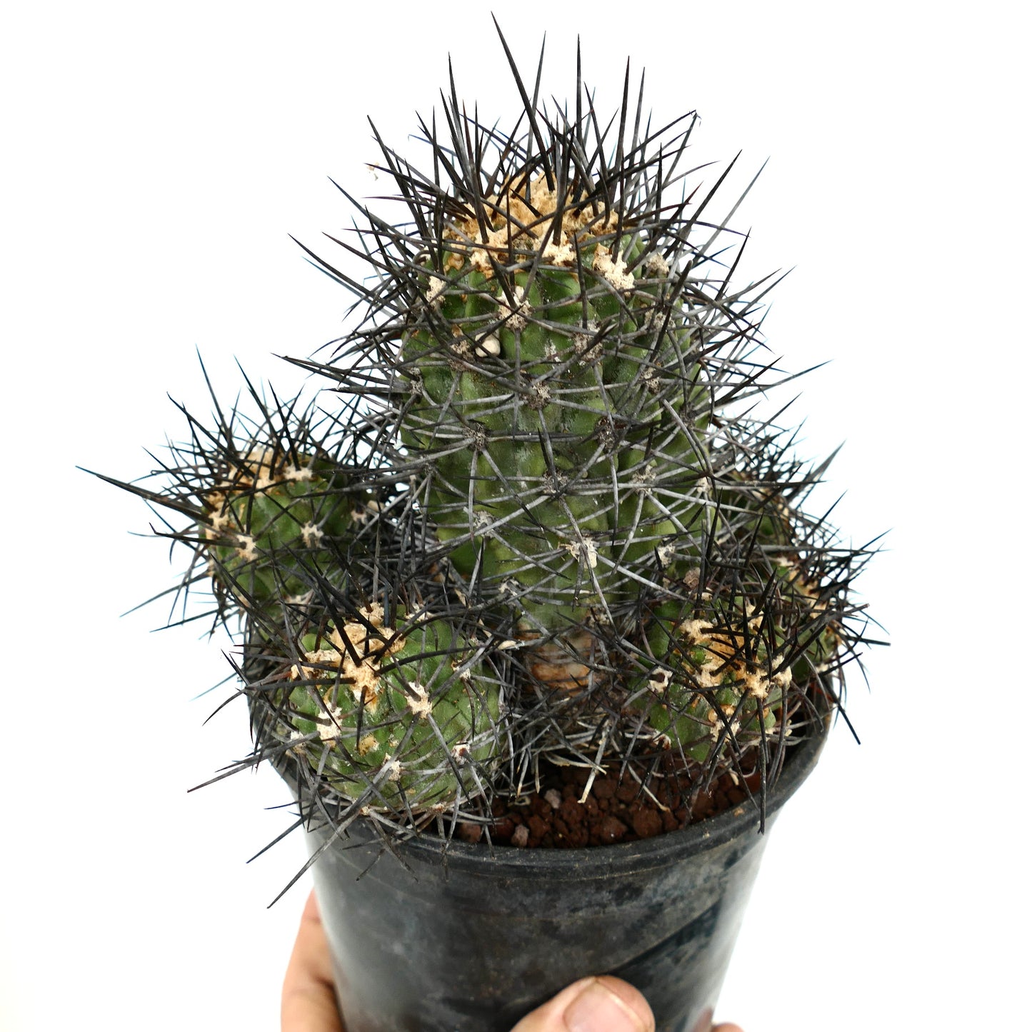 Copiapoa armata CULSTER 7B1B