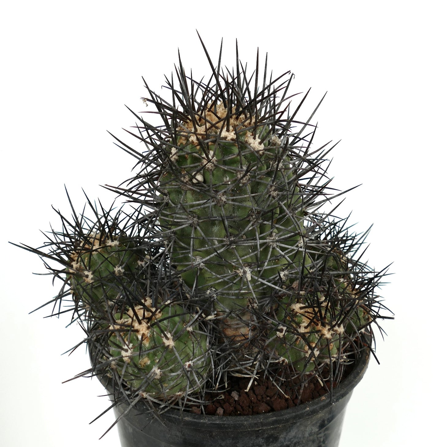 Copiapoa armata CULSTER 7B1B