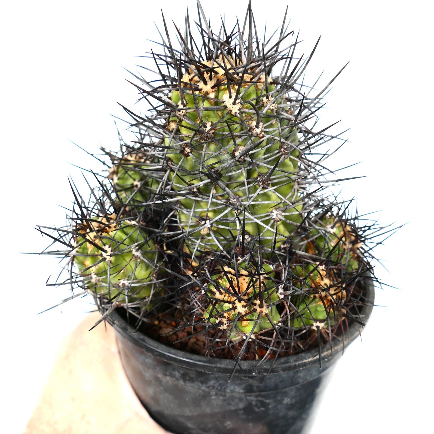 Copiapoa armata CULSTER