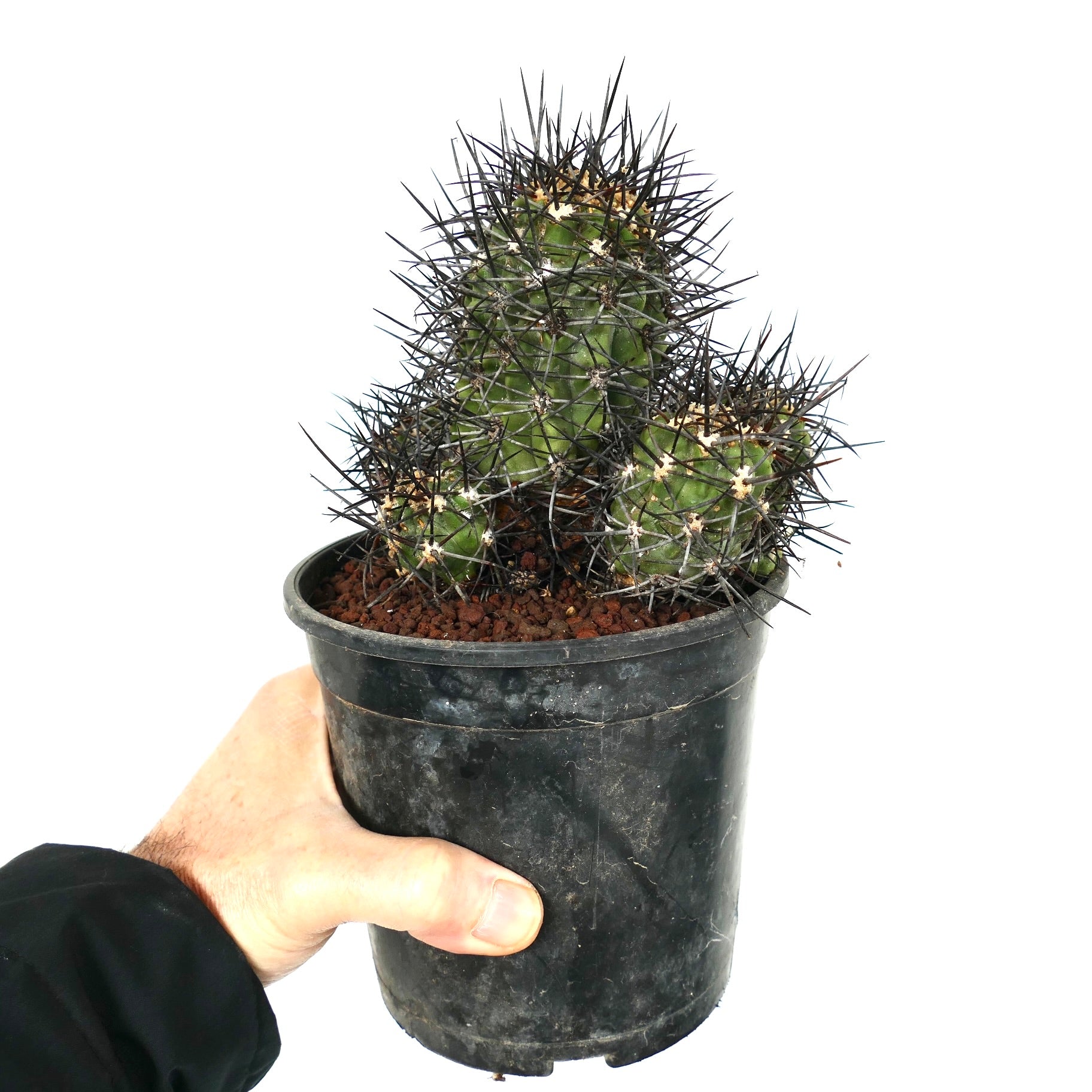 Copiapoa armata | Botanical Archive | 印象的なチリのサボテン