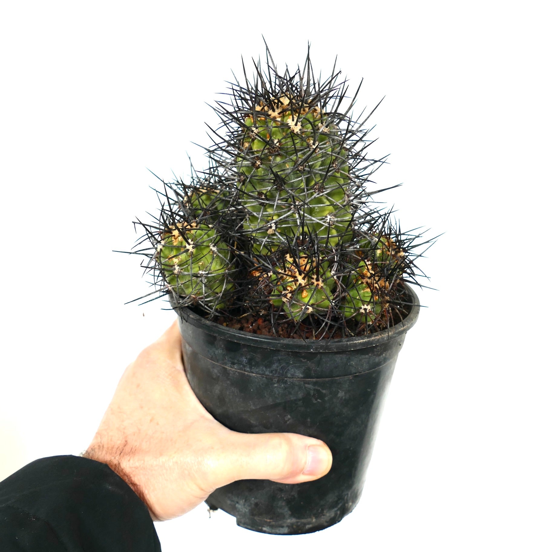 Copiapoa armata | Botanical Archive | 印象的なチリのサボテン