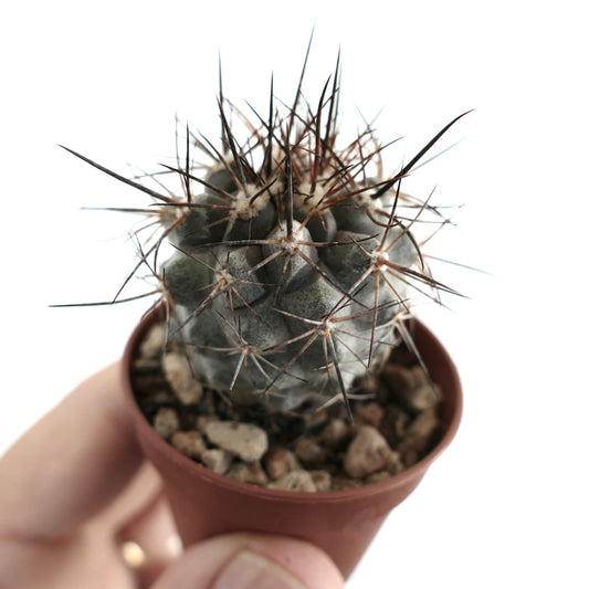 Close-up of Copiapoa atacamensis cactus in a small pot, featuring a rounded grey-green body with woolly areoles and long, straight brown-black spines.