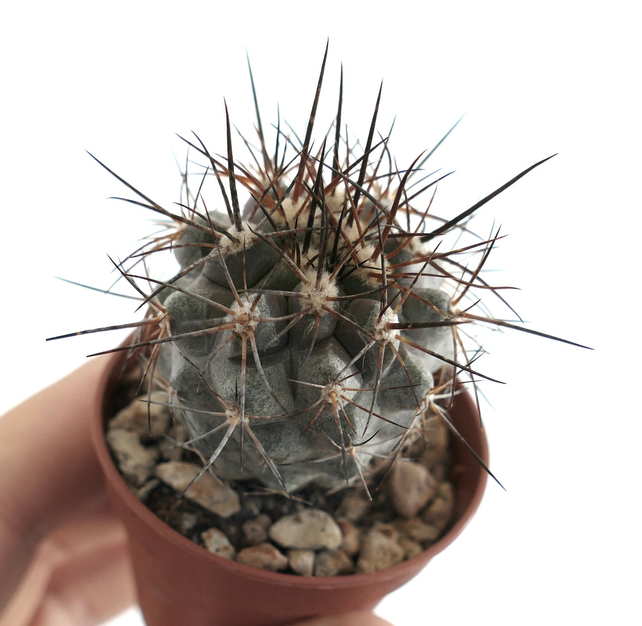Vista dall'alto inclinata del cactus Copiapoa atacamensis, che mostra la sua struttura a coste, densi gruppi di spine appuntite e terreno roccioso in un vaso di terracotta.