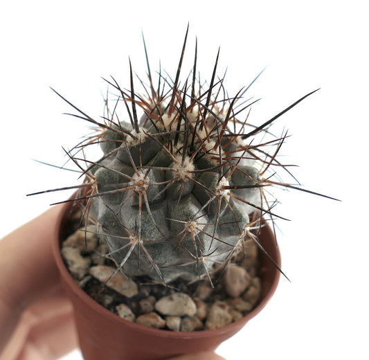 Angled top view of Copiapoa atacamensis cactus, showing its ribbed structure, dense clusters of sharp spines, and rocky soil in a terracotta pot.