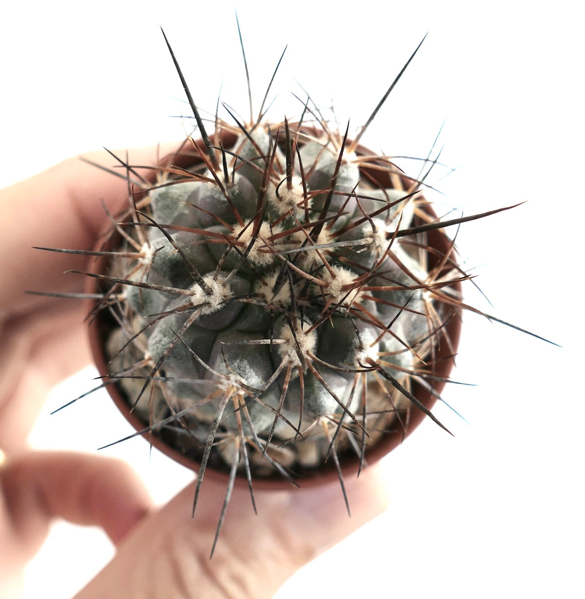 Vista dall'alto del cactus Copiapoa atacamensis, che mette in evidenza la sua forma compatta e arrotondata, le spine radiali che emergono dalle areole bianche e il motivo geometrico delle coste.