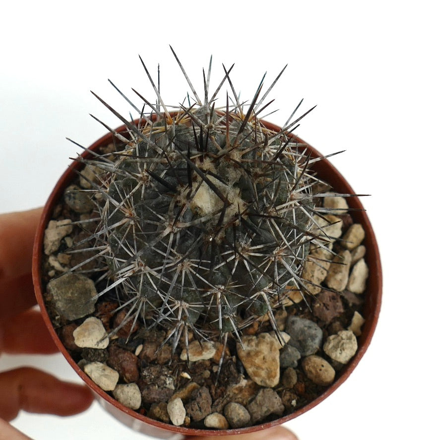 Copiapoa atacamensis