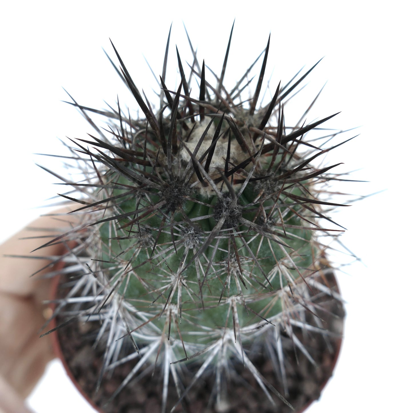 Copiapoa atacamensis