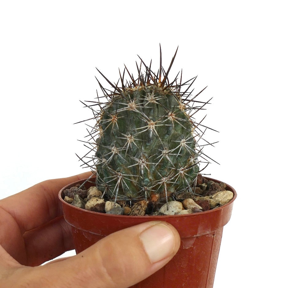 Copiapoa atacamensis