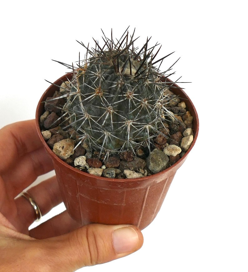 Copiapoa atacamensis