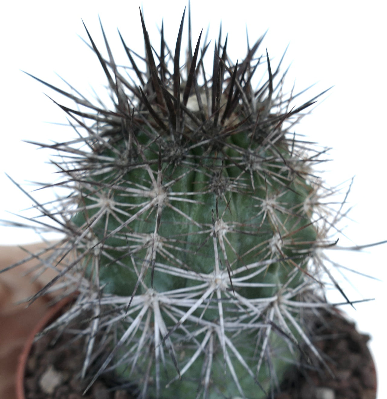 Copiapoa atacamensis