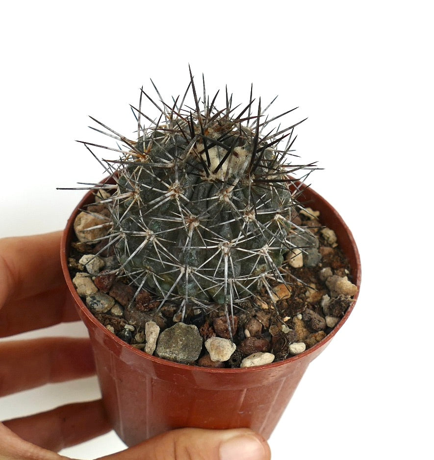 Copiapoa atacamensis