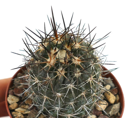 Copiapoa atacamensis