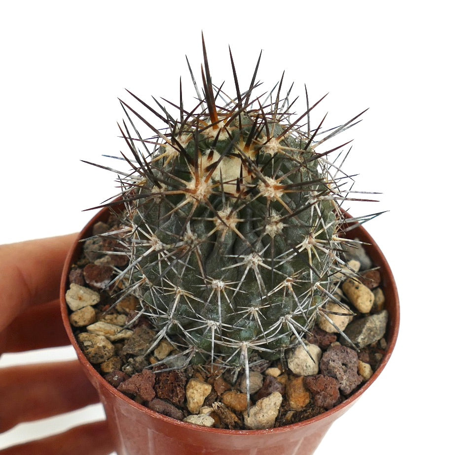 Copiapoa atacamensis