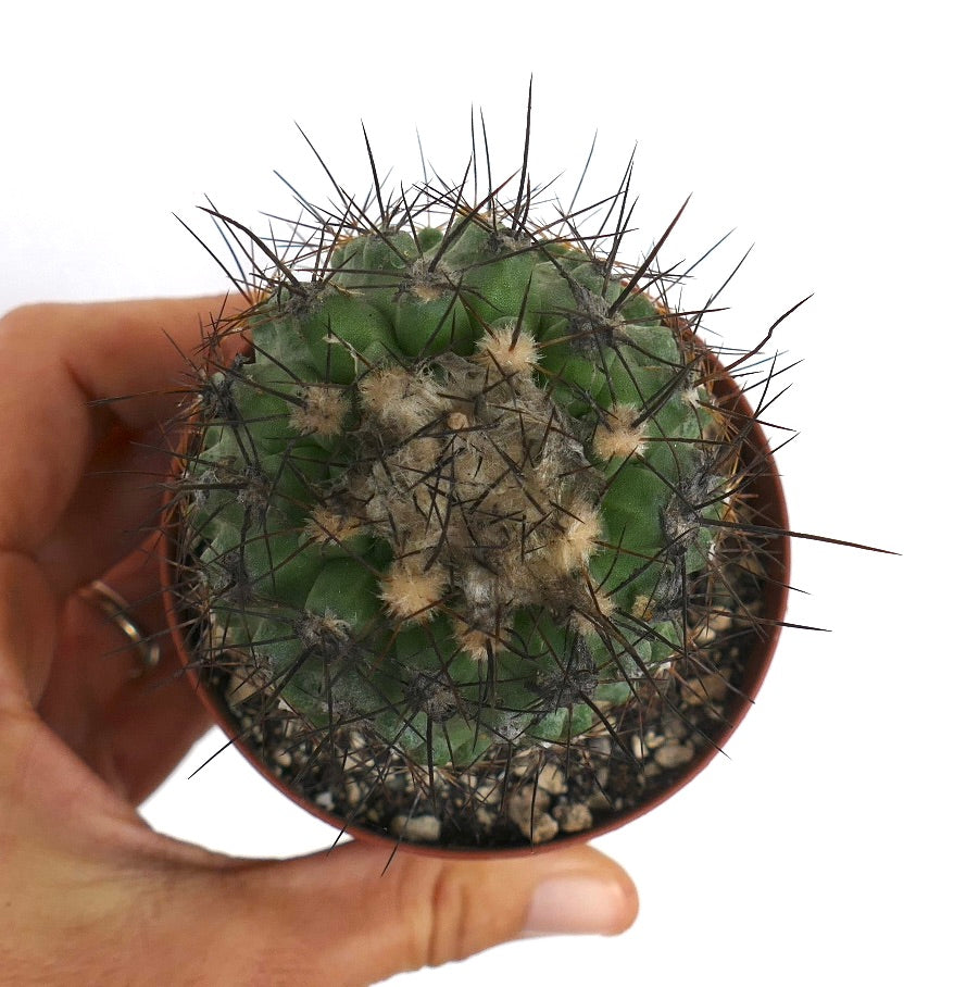 Copiapoa atacamensis