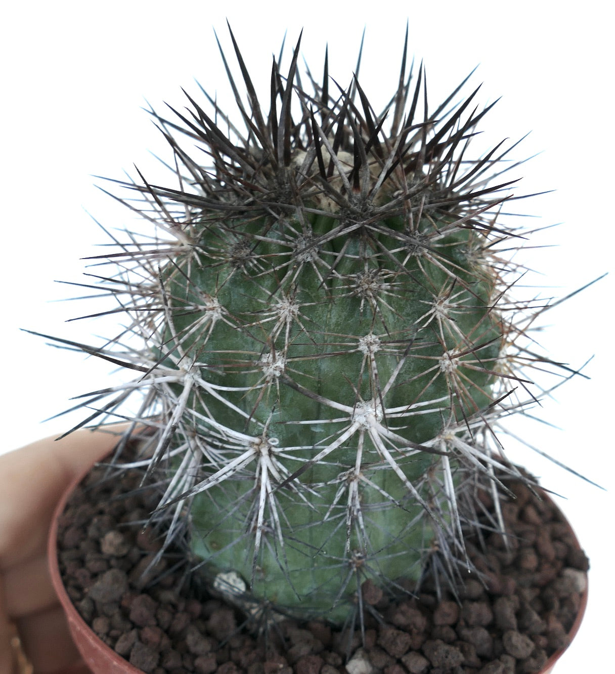 Copiapoa atacamensis