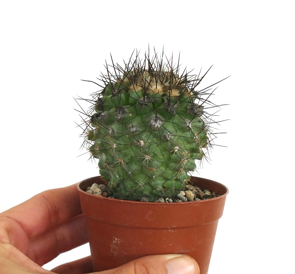 Copiapoa atacamensis