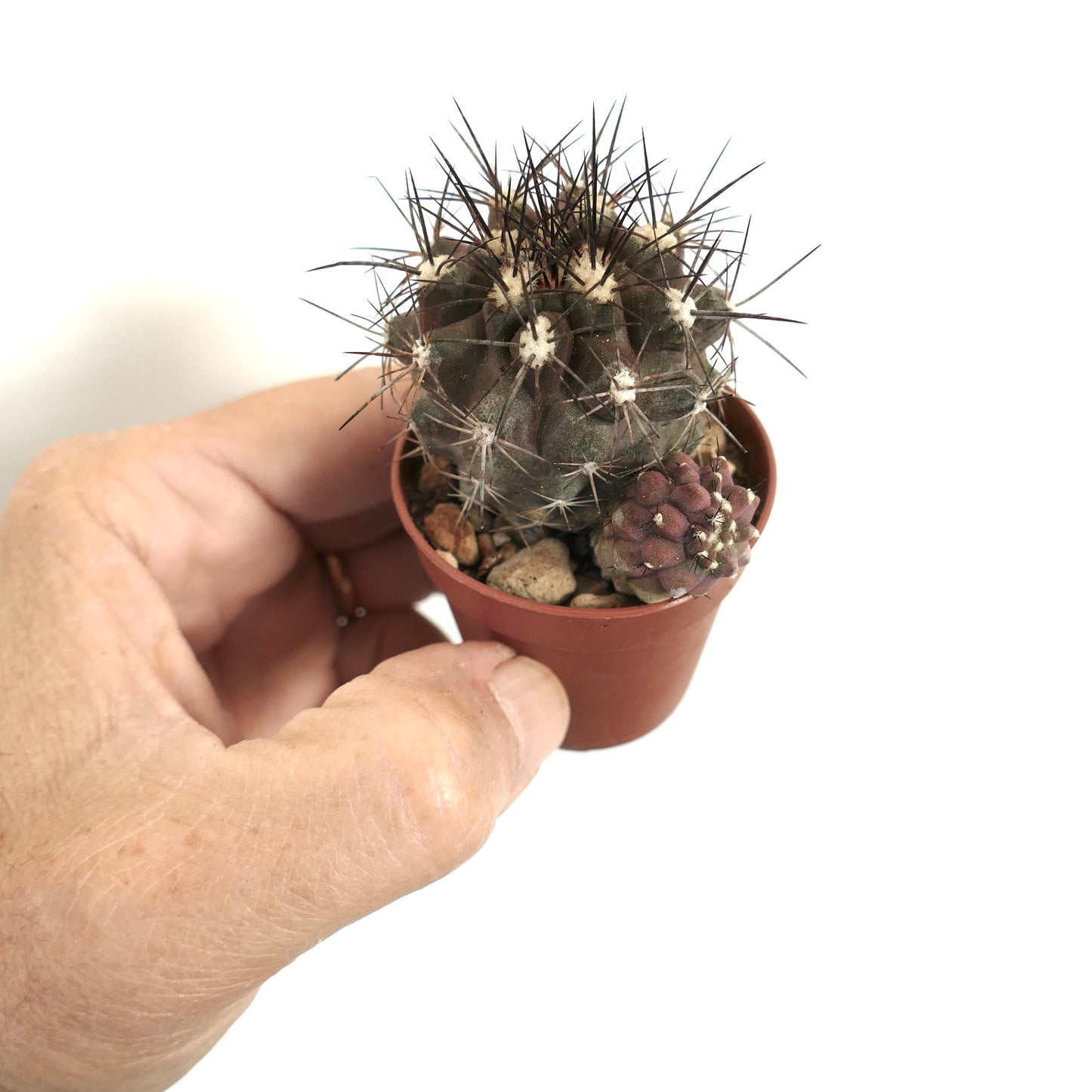 Copiapoa atacamensis small dark green cactus with long sharp spines and purple offset in pot