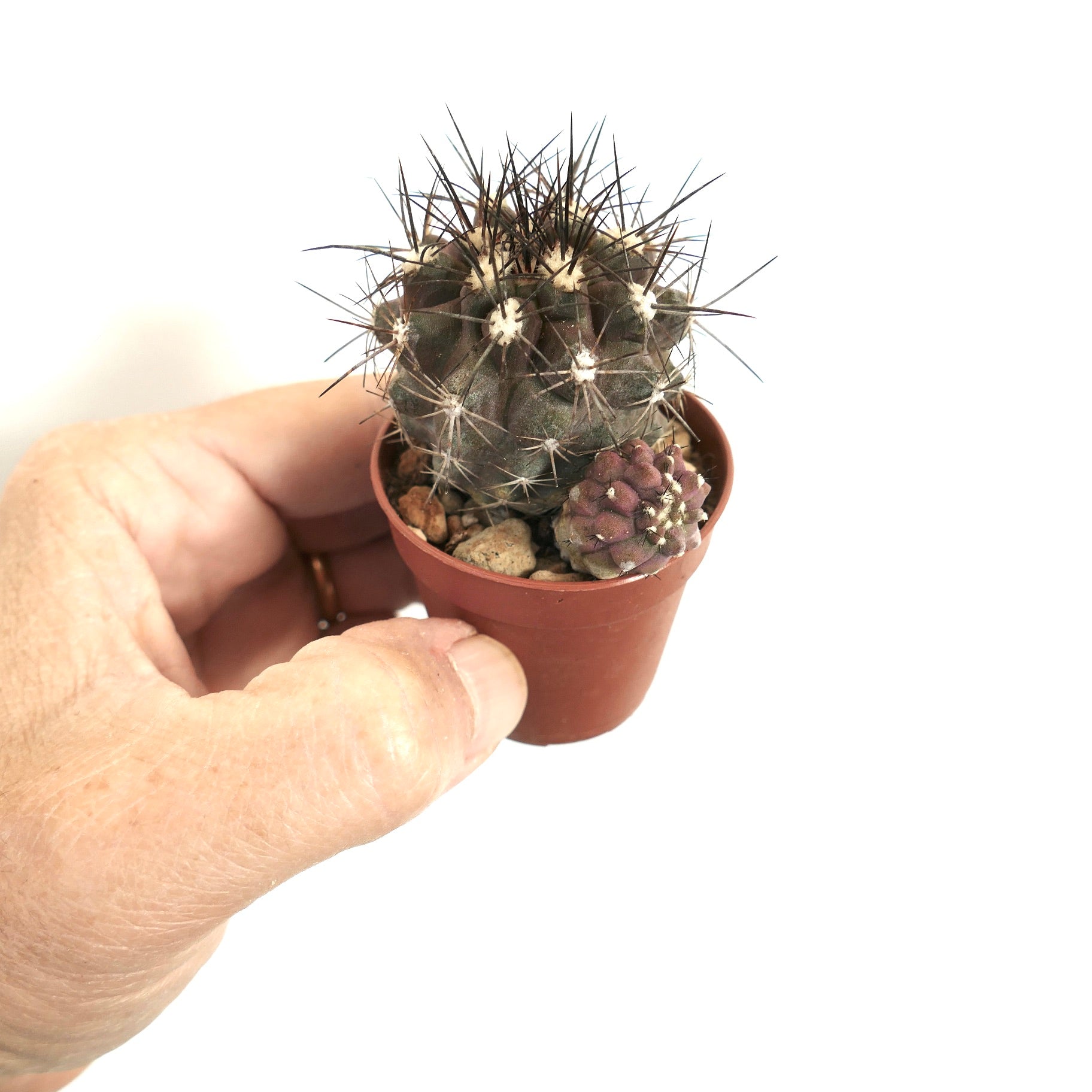 Copiapoa atacamensis small dark green cactus with long sharp spines and purple offset in pot