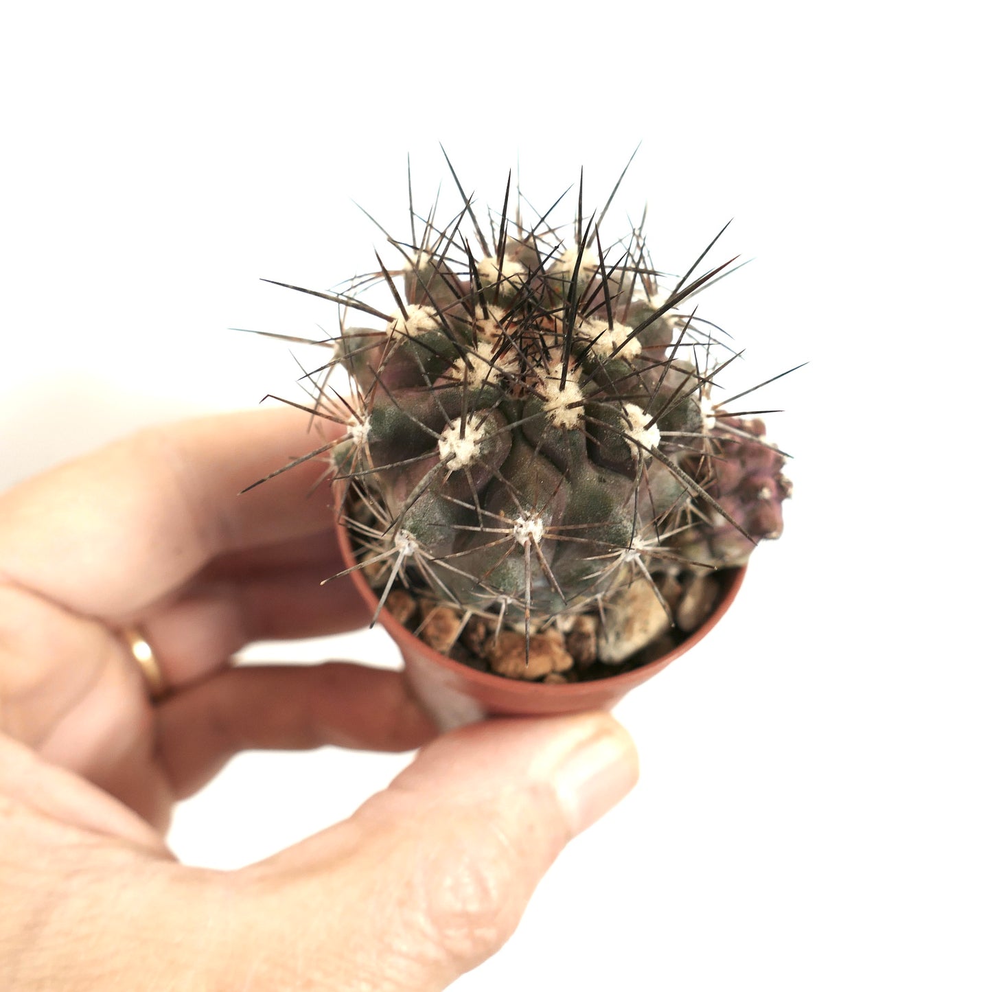 Copiapoa atacamensis small dark green cactus with long sharp black spines in pot held by hand