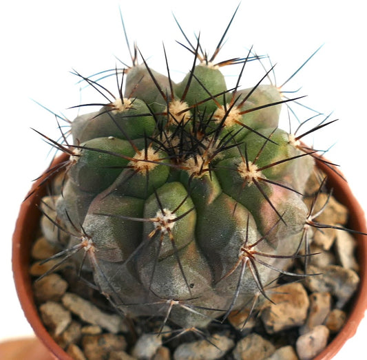Copiapoa atacamensis rare succulent cactus with dark spines and rounded green body