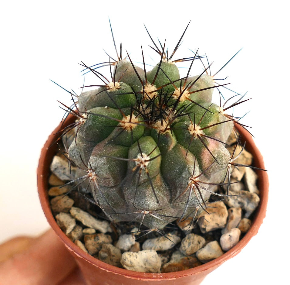 Copiapoa atacamensis small cactus with dark long spines and green ribbed body in pot