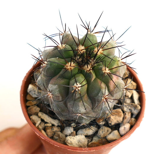 Copiapoa atacamensis small cactus with dark long spines and green ribbed body in pot