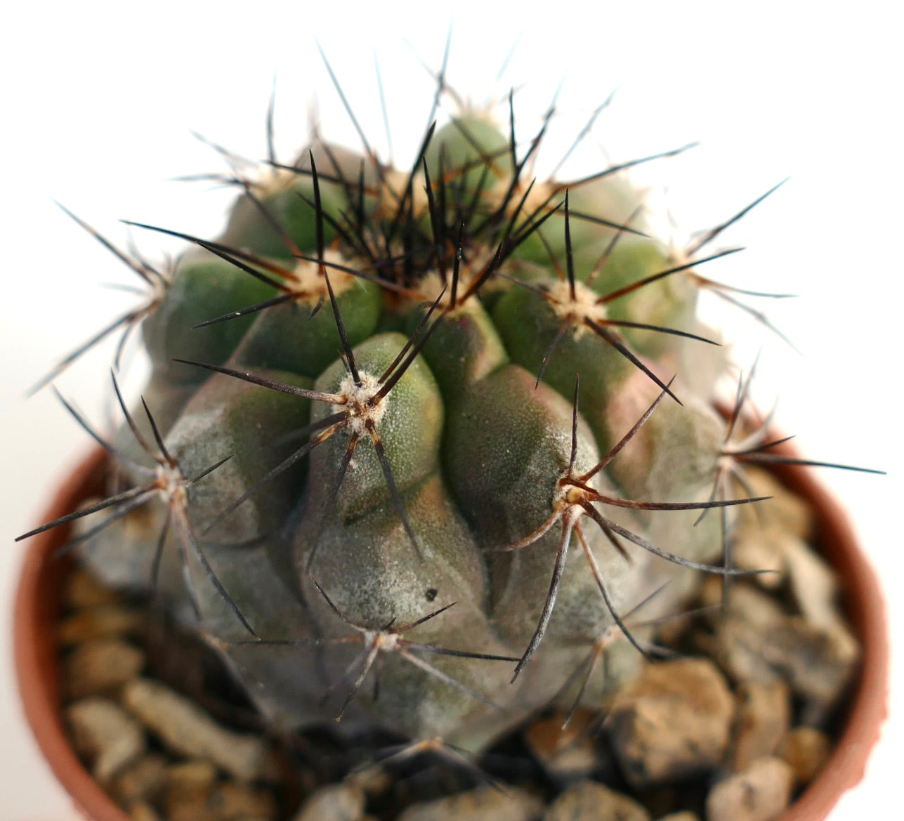 Copiapoa atacamensis succulent cactus with thick green body and long dark spines in pot