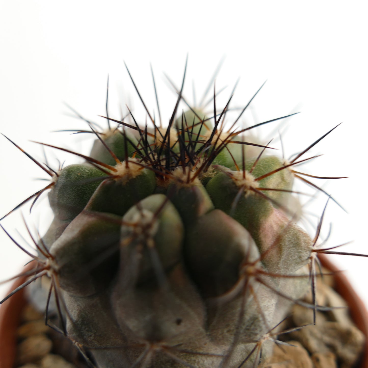 Copiapoa atacamensis succulent cactus with thick green ribs and long sharp dark spines