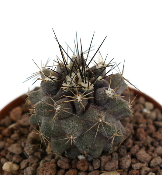 Copiapoa atacamensis small dark green cactus with long sharp spines and textured surface