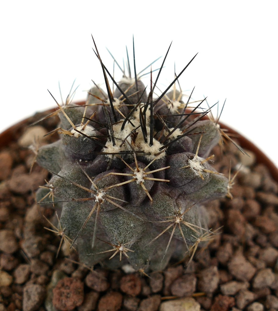 Piccolo cactus succulento Copiapoa atacamensis con spine scure e corpo grigio-verde dalla texture marcata
