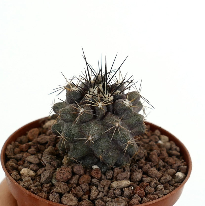 Copiapoa atacamensis raro cactus succulento con spine scure e corpo grigio-verde testurizzato