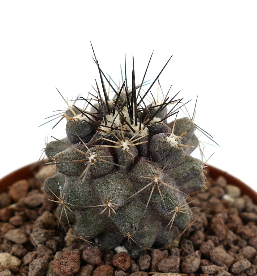 Cactus Copiapoa atacamensis con spine scure e corpo verde-grigio testurizzato in vaso