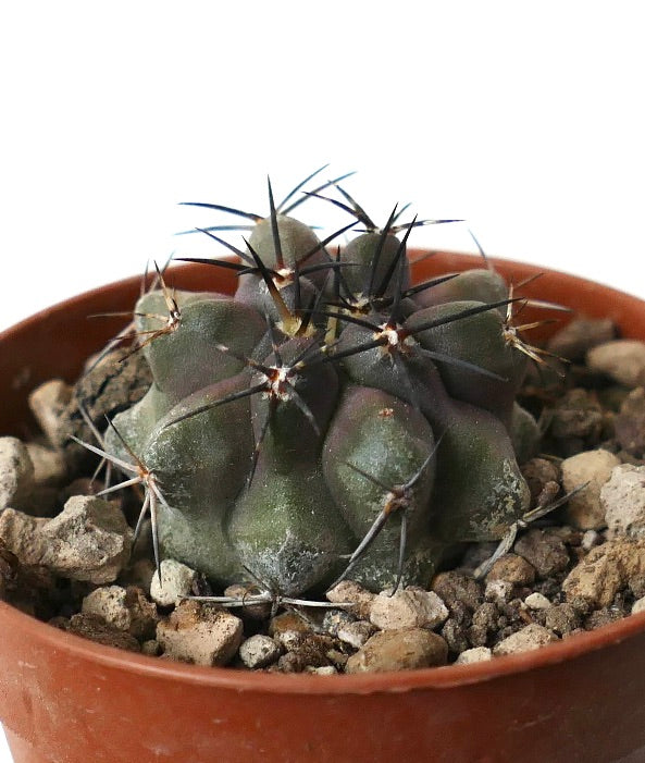 Copiapoa atacamensis succulent cactus with dark spines and rounded green body in pot