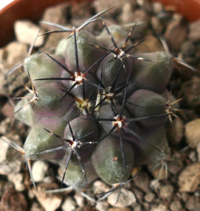 Copiapoa atacamensis small succulent cactus with dark spines and rounded ribs growing in rocky soil