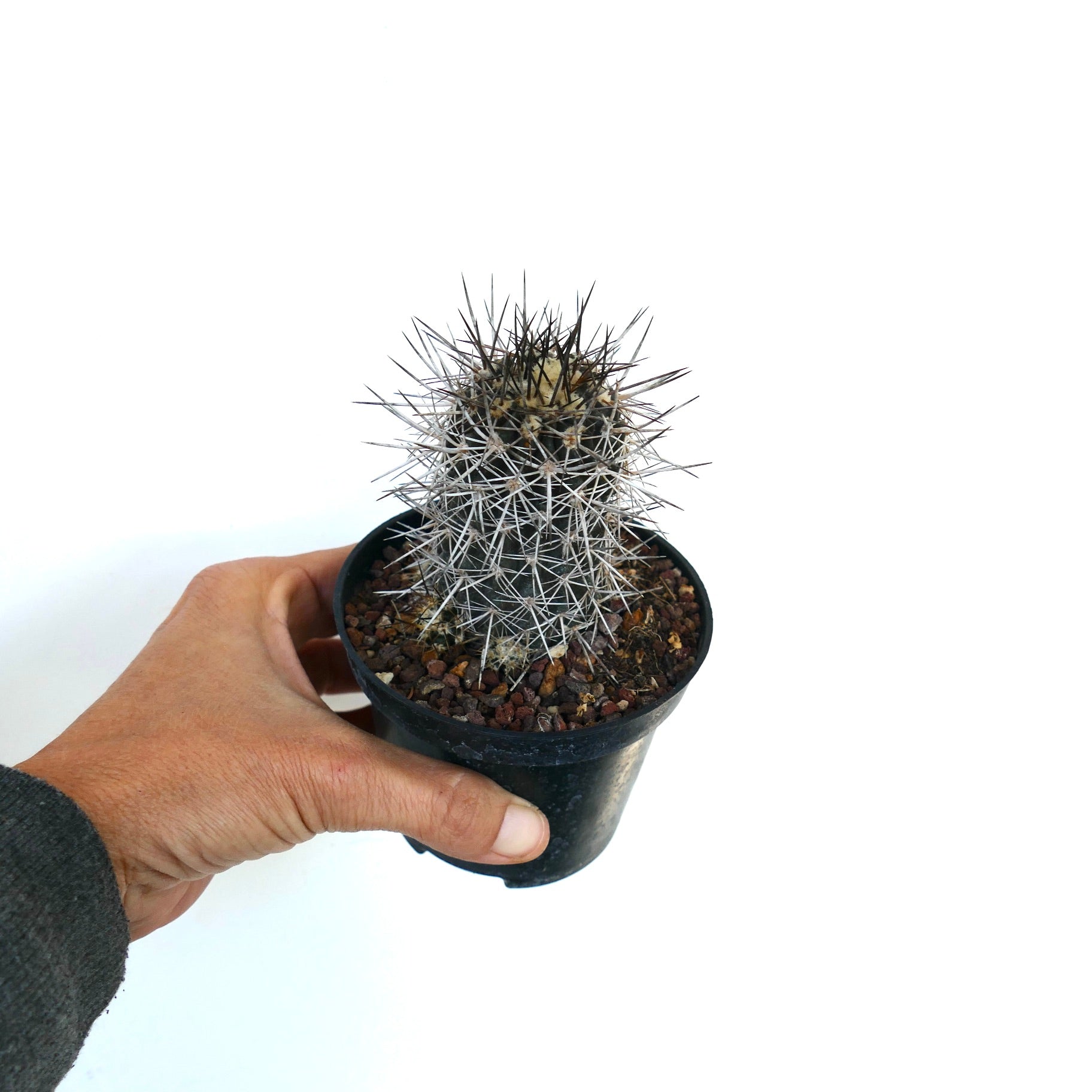 Copiapoa atacamensis small cluster cactus with dense white and dark spines in black pot