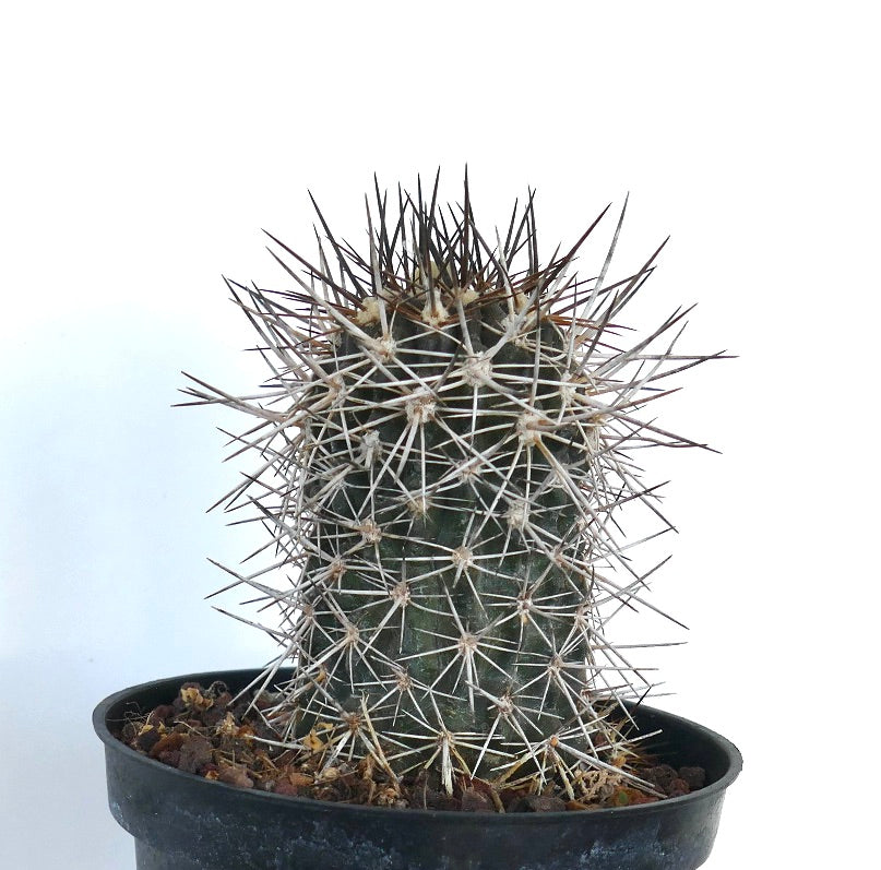 Copiapoa atacamensis cactus with dense long white and brown spines in black pot