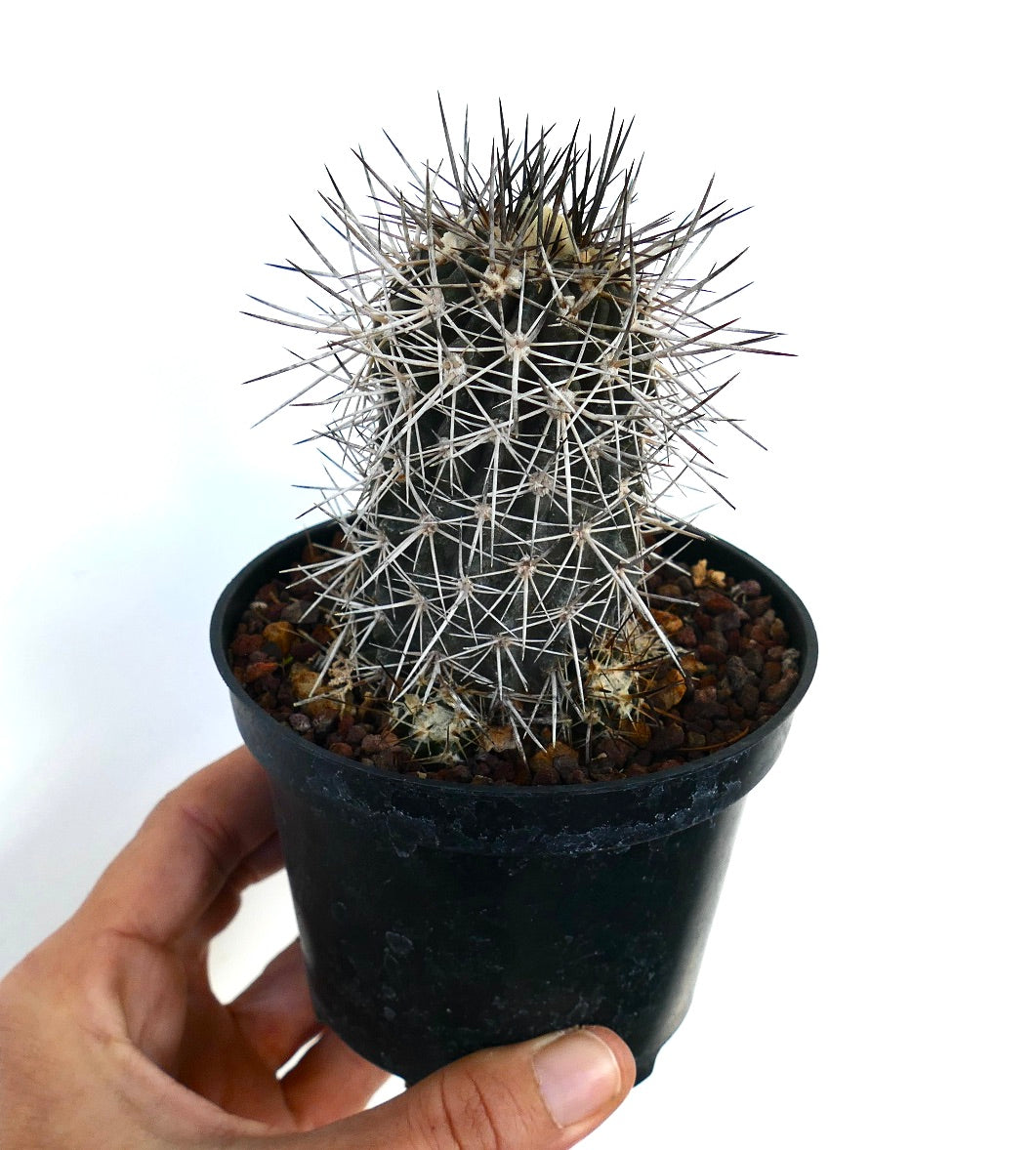 Copiapoa atacamensis succulent cactus with dense white and dark spines in black pot cluster