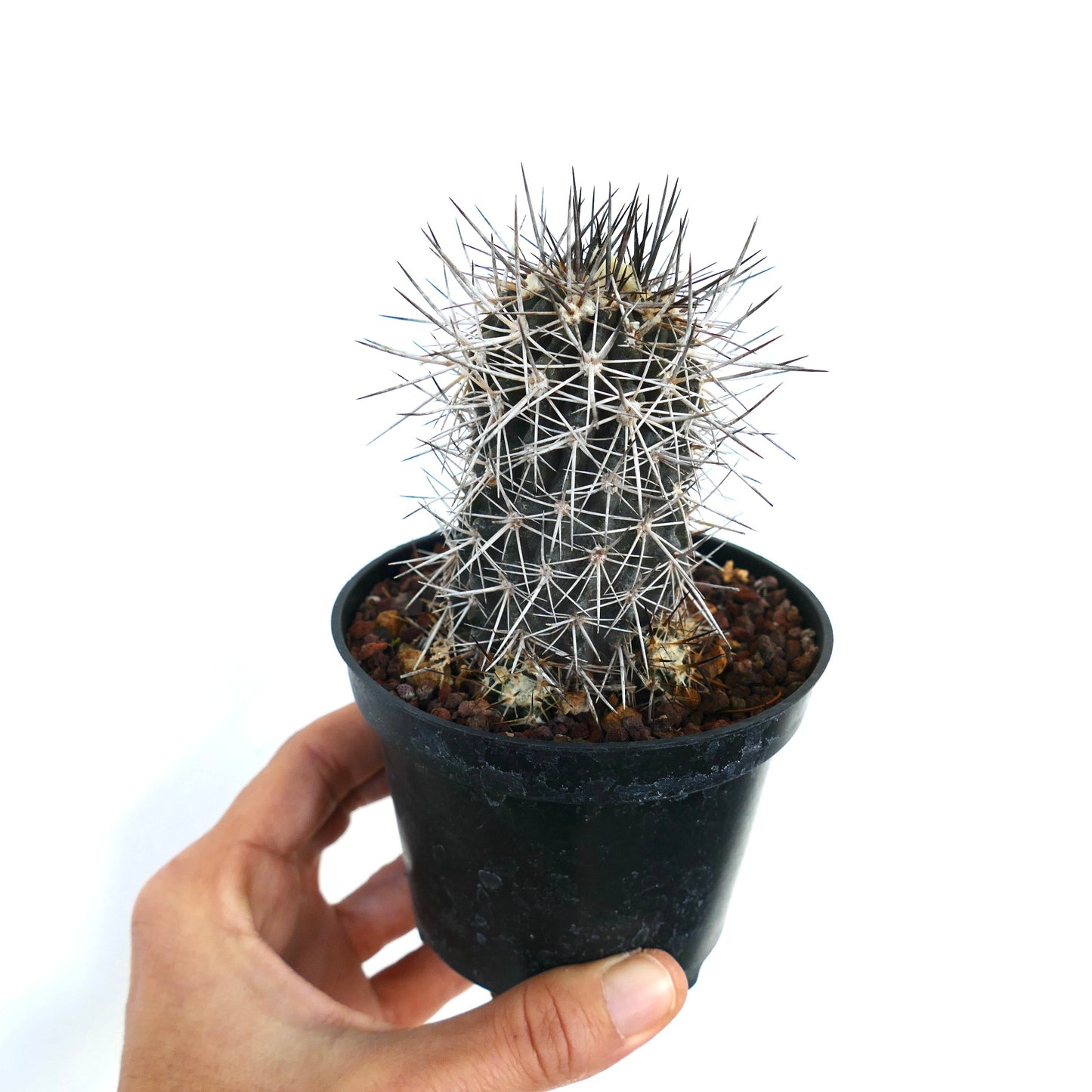Copiapoa atacamensis small dark green cactus with dense white and black spines in black pot