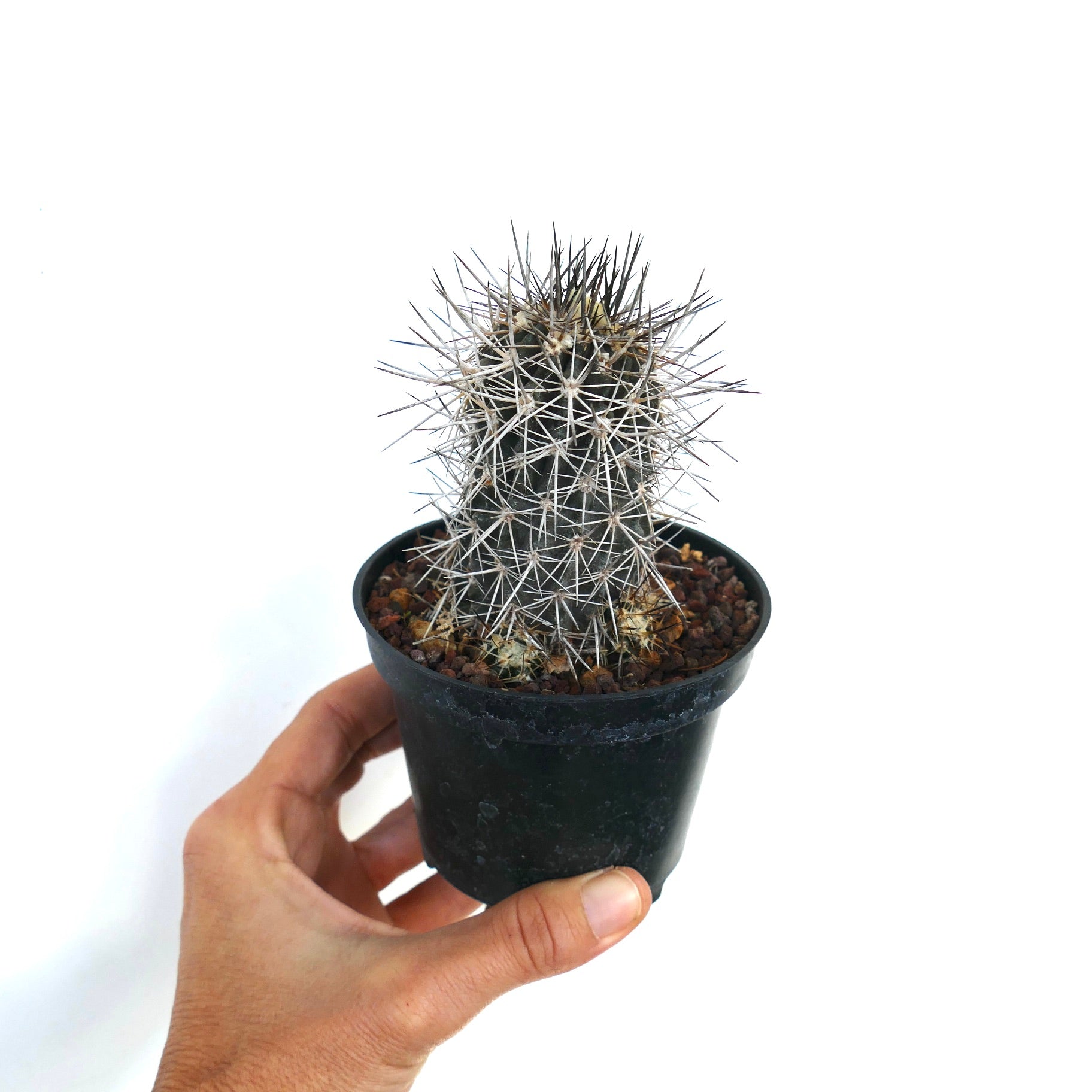 Copiapoa atacamensis small clustered cactus with dense white and dark spines in black pot