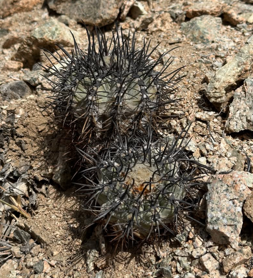 Copiapoa atacamensis small succulent cactus with dense dark spines on rocky soil